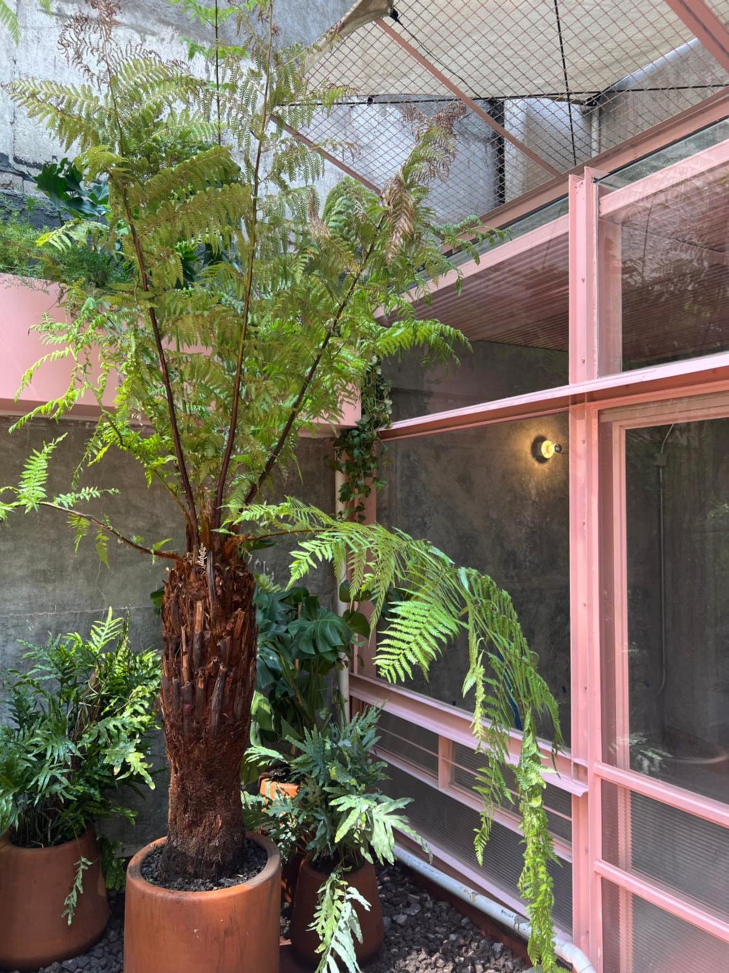 Xolo Stays Mexico City Ngoại thất bức ảnh